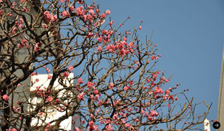 塚田有一｜温室 02