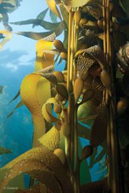 ドゥ・ラ・メール オーシャンズ｜フォトコンテスト 02