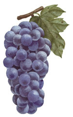 SUNDAY ISSUE|TRIBUNE 02