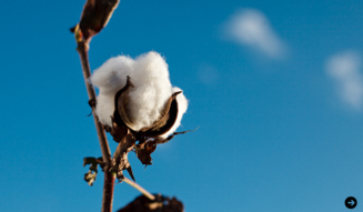 東北コットンプロジェクト 03