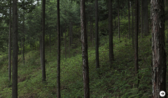 森の神に会う旅 Chapter3 22