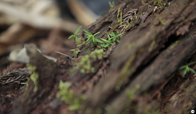 森の神に会う旅 Chapter3 24