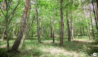 more trees×LOUIS VUITTON 10