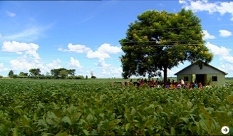 MOVIE｜モンサントの不自然な食べもの 02