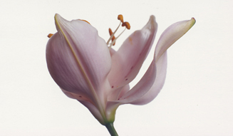 河合正人×大川直人『FLOWERS(フラワーズ)』 02