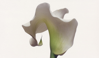 河合正人×大川直人『FLOWERS(フラワーズ)』 03