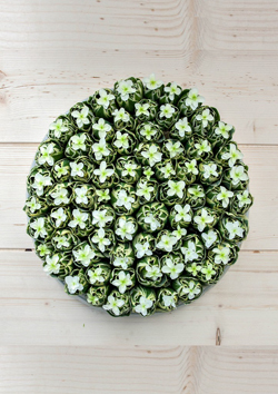 ニコライ バーグマン フローレッセンス フローラルアートエキシビション ニコライ バーグマン フローレッセンス フローラルアートエキシビション