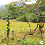 特集|岐阜県の“ウェルネス・ツーリズム” 02