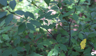 WELLNESS TOURISM chapter1 20