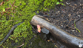 WELLNESS TOURISM chapter2 06