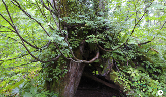 WELLNESS TOURISM chapter2  14