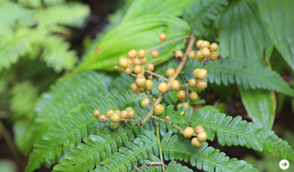 WELLNESS TOURISM chapter2  18