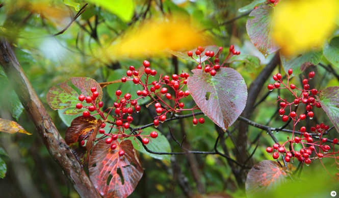 WELLNESS TOURISM chapter2 02