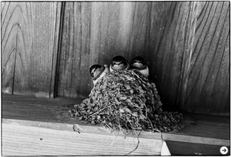 北井一夫|『いつか見た風景』 04