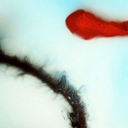 Stubborn Heart 『Stubborn Heart』