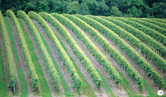 ルイ13世|マスターセラー 25