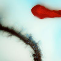 MUSIC｜『スタボーン・ハート』