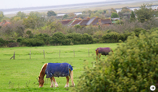 ブリティッシュ・プルマン|British Pullman