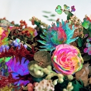 Darkstar 『News from Nowhere』