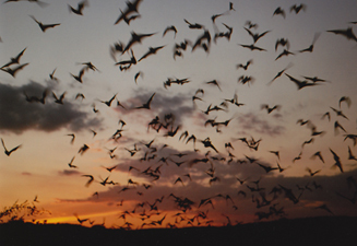 第5回恵比寿映像祭　Curator’s Picks　4