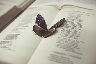 ヒルサイドフォーラム|キギ 01