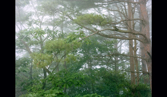 今井智己「Semicircle Law」 03