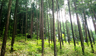 more trees organic|森を育むオーガニックコスメ02