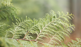 more trees organic|森を育むオーガニックコスメ03