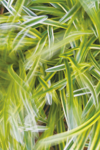 グランド ハイアット 東京 × モア・トゥリーズ 02 グランド ハイアット 東京 × モア・トゥリーズ 02