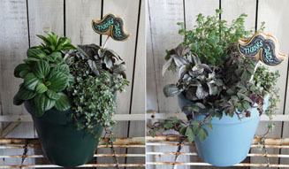 Green Fingers｜ギフトオーダー会 03