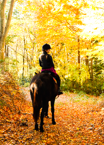 天空の庭 天馬夢 09