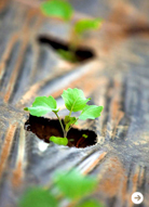 TRAVEL|「ル・メリディアン ジンバラン」 13