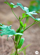 TRAVEL|「ル・メリディアン ジンバラン」 13