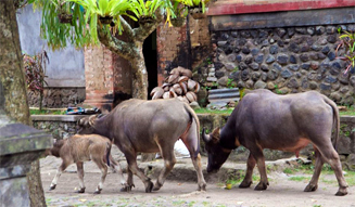 TRAVEL|「ル・メリディアン ジンバラン」 04