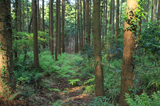 一番星ヴィレッジ 02