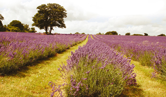 john masters organics|ジョンマスターオーガニック 04