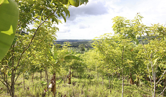 モア・トゥリーズが進めるフィリピン・キリノ州でのチャレンジ|more trees 07