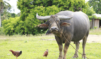 モア・トゥリーズが進めるフィリピン・キリノ州でのチャレンジ|more trees 15