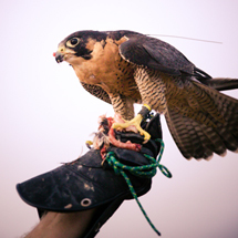 「ワンランク上の砂漠ツアー」 31