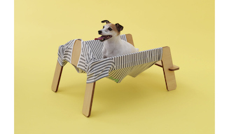 by トラフ建築設計事務所 for ジャックラッセルテリア