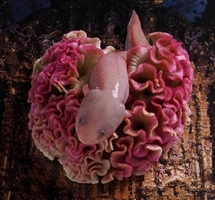 LUMIX MEETS/TOKYO 2020 03