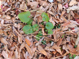 「パーマカルチャーデザイン」を暮らしの中に 13