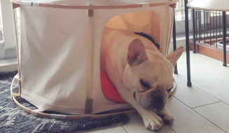 41世紀|ヨンジュウイッセイキ catstudyhouse theGIANT