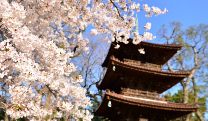 ホテル椿山荘東京 桜アフタヌーンティー