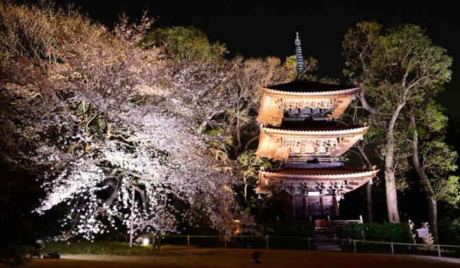 ホテル椿山荘東京 桜アフタヌーンティー