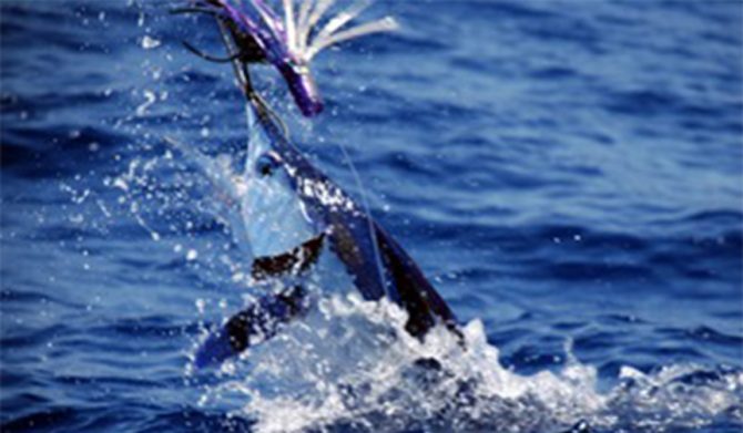 ラグジュアリーカード