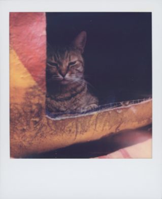 猫守よしお 写真展