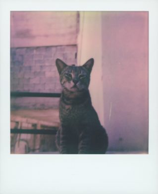 猫守よしお 写真展