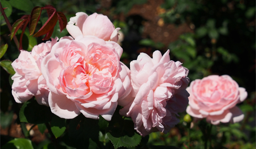 エムアイエムシー プリンセス・マサコ ローズ